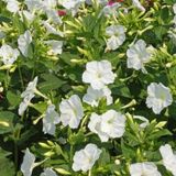 Anamur Naturel Beyazların Dansı White Akşam Sefası Çiçeği Tohumu(20 tohum)