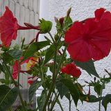 Anamur Naturel Bright Red Akşam Sefası Çiçeği Tohumu(20 tohum)