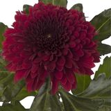 Anamur Naturel Callistephus Pompon Koyu Kırmızı Aster Çiçeği Tohumu(50 tohum)