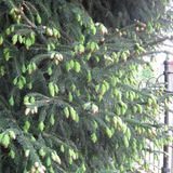 Anamur Naturel Çin Ladini Tohumu Picea Likiangensis (10 Tohum)
