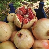 Anamur Naturel Dev Meyveli Tüplü Silifke Keben Nar Fidanı