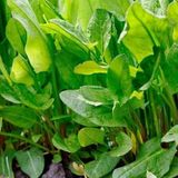 Anamur Naturel Doğal Kuzu Kulağı Tohumu(50 tohum)