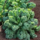 Anamur Naturel Doğal Siberian Kale Sebzesi Tohumu (50 tohum)