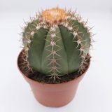 Anamur Naturel Geniş Şapkalı Melocactus Matanzanus Kaktüs Tohumu (5 Tohum)