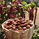 Anamur Naturel Giresun Yağlısı Aroması Yüksek Fındık Fidanı