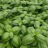 Anamur Naturel Green Flesh Geniş Yapraklı Aromatik Fesleğen Tohumu (50 tohum)