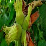 Anamur Naturel Her Türlü İklime Uyum Sağlayabilen Ordu Çakıldak Fındık Fidanı
