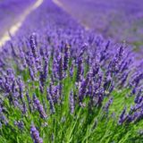 Anamur Naturel Hidcote Blue Lavanta Tohumu (100 tohum)