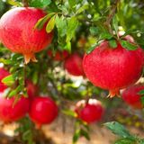 Anamur Naturel Iri Taneli Tüplü Devedişi Nar Fidanı