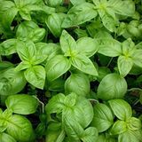 Anamur Naturel İri Yaprakllı Genovese Fesleğen Tohumu (200 tohum)