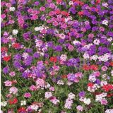 Anamur Naturel Karışık Renkli Yer Minesi (Verbena) Çiçeği Tohumu (100 tohum)
