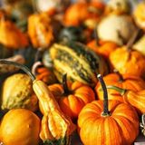 Anamur Naturel Karışık Süs Kabakları Tohumu (10 tohum)