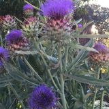 Anamur Naturel Kenger Otu(Cynara Cardunculus) Tohumu(5 tohum)