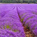 Anamur Naturel Lavandula Angustifolia Lavanta Çiçeği Tohumu(25000 tohum)