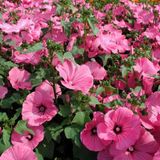 Anamur Naturel Lavatera Trimestris Regis Carmine Pamuk Çiçeği Tohumu(50 tohum)