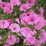 Anamur Naturel Lavatera Trimestris Regis Pembe Pamuk Çiçeği Tohumu (50 tohum)