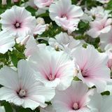 Anamur Naturel Lavatera Trimestris Regis Pure White Pamuk Çiçeği Tohumu(50 tohum)