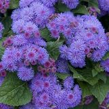 Anamur Naturel Mavi Renkli Ageratum(Vapur Dumanı) Çiçeği Tohumu (1000 tohum)
