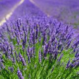 Anamur Naturel Munstead Strain Bodur İngiliz Lavanta Çiçeği Tohumu (95 tohum)