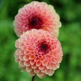 Anamur Naturel Pompon Red Marble Crimson Aster Çiçeği Tohumu (50 tohum)