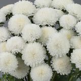 Anamur Naturel Ponpon White (Beyaz) Renkli Aster Çiçeği Tohumu (20 tohum)