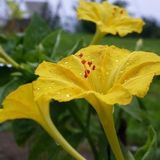 Anamur Naturel Sarı Rüya Yellow Akşam Sefası Çiçeği Tohumu(20 tohum)