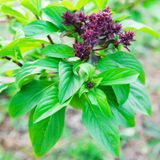 Anamur Naturel Tarçın Kokulu Fesleğen Tohumu (250 tohum)