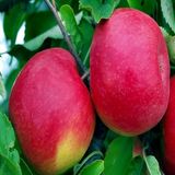 Anamur Naturel Tüplü Albenisi Yüksek Kokulu Fuji Kiku Elma Fidnaı