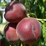 Anamur Naturel Tüplü Amerikan Royal Gem Temmuz Şeftalisi Fidanı