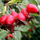Anamur Naturel Tüplü Anadolu Kuşburnu Fidanı