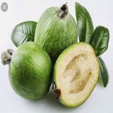 Anamur Naturel Tüplü Ananas Aromalı Feiojoa Kaymak Ağacı Fidanı