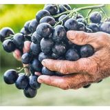 Anamur Naturel Tüplü Antep Karası Parmağı Kan Yapan Kurutmalık Sofralık Üzüm Fidanı