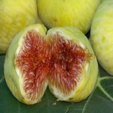 Anamur Naturel Tüplü Armudi Ince Kabuk Beyaz Orak Incir Fidanı
