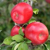 Anamur Naturel Tüplü Aroması Mükemmel Fuji Zhen Aztec Elma Fidanı