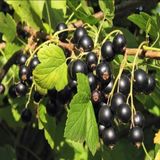 Anamur Naturel Tüplü Aromatik Goliath Ribes Nigrum Siyah Frenk Üzümü Fidanı