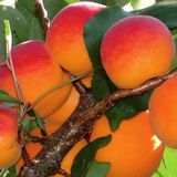 Anamur Naturel Tüplü Aşılı Iri Meyveli Verimli Al Yanak Kayısı Fidanı