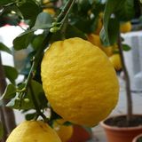 Anamur Naturel Tüplü Aşılı Ithal Zagara Bianca Limon Fidanı