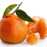 Anamur Naturel Tüplü Aşılı Rize Satsuma Mandalina Fidanı