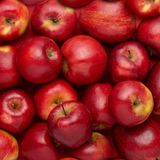 Anamur Naturel Tüplü Aşılı Tam Bodur Sulu Red Miracle Kırmızı Mucize Elma Fidanı