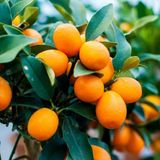 Anamur Naturel Tüplü Aşılı Üzeri Meyveli Nagami Oval Kamkat Fidanı (5 Yaş)