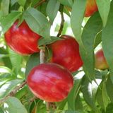 Anamur Naturel Tüplü Aşılı Yarı Bodur Italyan Orion Nektarin Fidanı