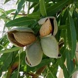 Anamur Naturel Tüplü Aşılı Yarıbodur Amerikan Teksas (Texas) Badem Fidanı