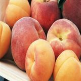 Anamur Naturel Tüplü Aşılı Yarıbodur Big Boy Şeftali Fidanı