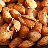 Anamur Naturel Tüplü Aşılı Yarıbodur El Bademi Amerikan Nonperial Badem Fidanı