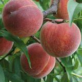 Anamur Naturel Tüplü Aşılı Yarıbodur Erkenci Transvalia Şeftali Fidanı
