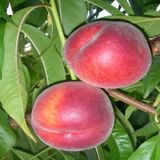 Anamur Naturel Tüplü Aşılı Yarıbodur Royal Glory Şeftali Fidanı
