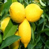 Anamur Naturel Tüplü Aşılı Yüksek Verimli Yediveren Limon Fidanı
