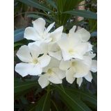 Anamur Naturel Tüplü Beyaz Zakkum Nerium Oleander Fidanı