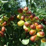 Anamur Naturel Tüplü Big Purple Iri Meyveli Salkım Hünnap Fidanı