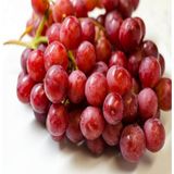 Anamur Naturel Tüplü Çekirdeksiz Aromalı Flame Seedless Üzüm Fidanı